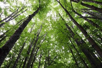 Non si abbattono alberi